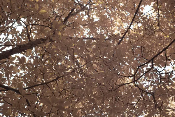 Инфракрасное Изображение Густых Мангровых Лесов — стоковое фото