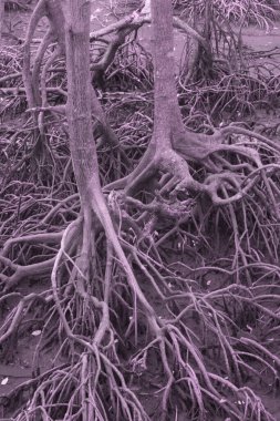 Çalı mangrov ormanının kızılötesi görüntüsü..