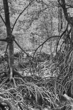 Çalı mangrov ormanının kızılötesi görüntüsü..