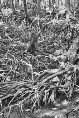 Çalı mangrov ormanının kızılötesi görüntüsü..