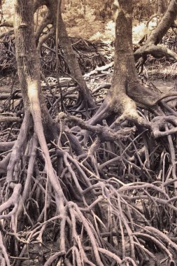 Çalı mangrov ormanının kızılötesi görüntüsü..