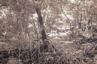 Çalı mangrov ormanının kızılötesi görüntüsü..