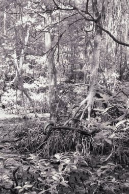 Çalı mangrov ormanının kızılötesi görüntüsü..