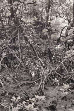 Çalı mangrov ormanının kızılötesi görüntüsü..