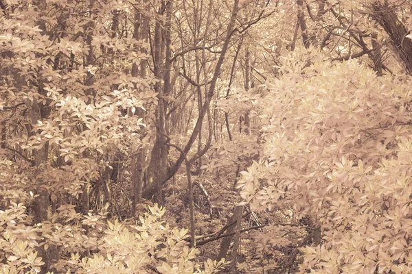 Інфрачервоне Зображення Кущового Мангрового Лісу — стокове фото