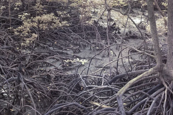 Infrarood Beeld Van Het Bossige Mangrove Bos — Stockfoto
