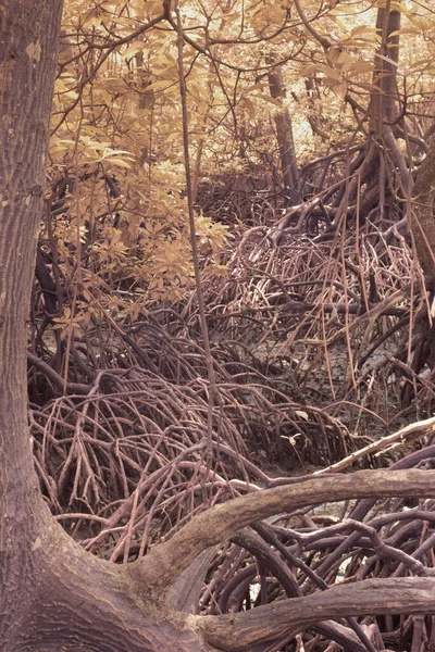 Υπέρυθρη Εικόνα Του Θαμνώδους Δάσους Του Μανγκρόουβ — Φωτογραφία Αρχείου