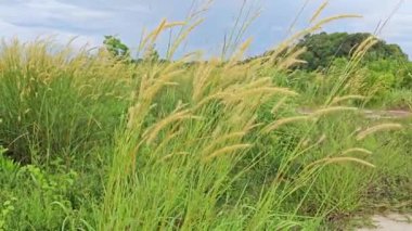 yabani çalı setaria knootroot bristlegrass çayırı