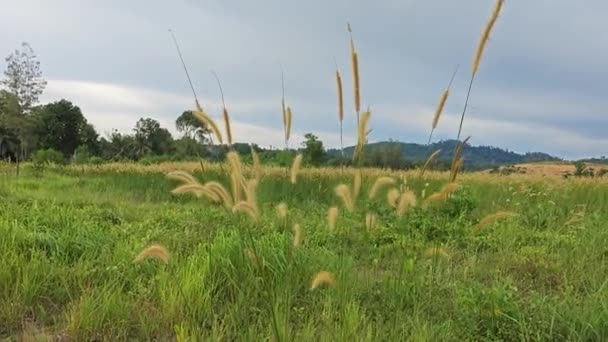 Prado Arbusto Selvagem Setaria Knootroot Bristlegrass — Vídeo de Stock