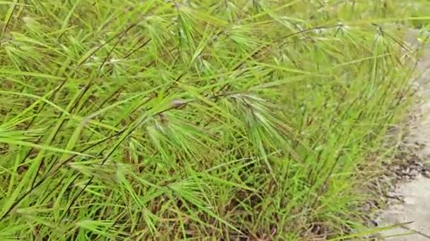 野生のテーマメディアティアンドラ草の茂みの牧草 — ストック動画