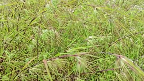 野生のテーマメディアティアンドラ草の茂みの牧草 — ストック動画