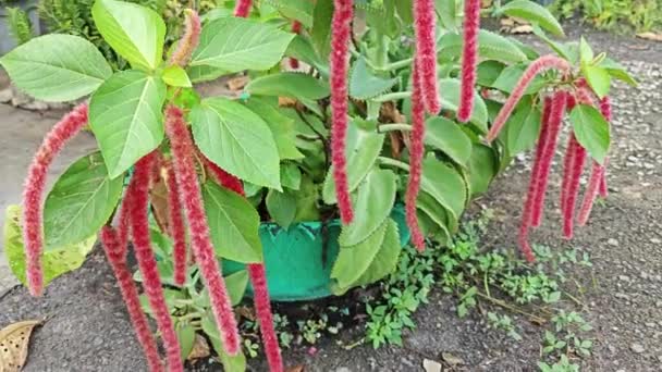Piękny Czerwony Gorący Kot Ogon Kwiat Houseplant — Wideo stockowe