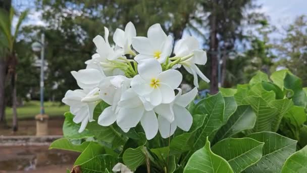 Pęczek Białego Kwiatu Plumerii Łodydze — Wideo stockowe