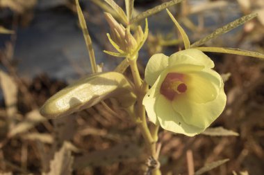 Bayan parmak sebze bitkisinin kızılötesi görüntüsü..