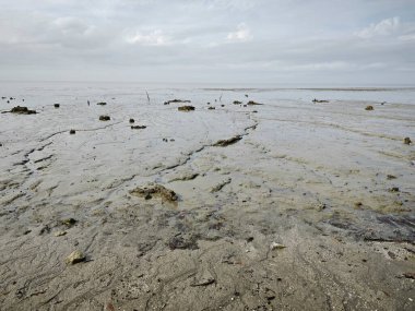 Alçak deniz kıyısında bataklık çamurlu sahil ortamı.