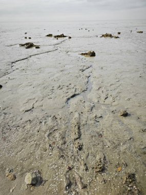 Alçak deniz kıyısında bataklık çamurlu sahil ortamı.