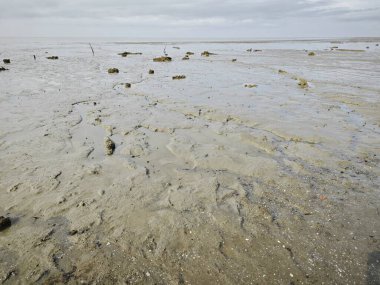 Alçak deniz kıyısında bataklık çamurlu sahil ortamı.