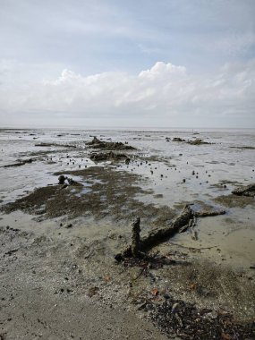 Alçak deniz kıyısında bataklık çamurlu sahil ortamı.