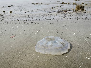 Sahilde ölü beyaz şeffaf denizanası..