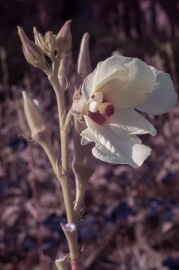 Bayan parmak sebze bitkisinin kızılötesi görüntüsü..