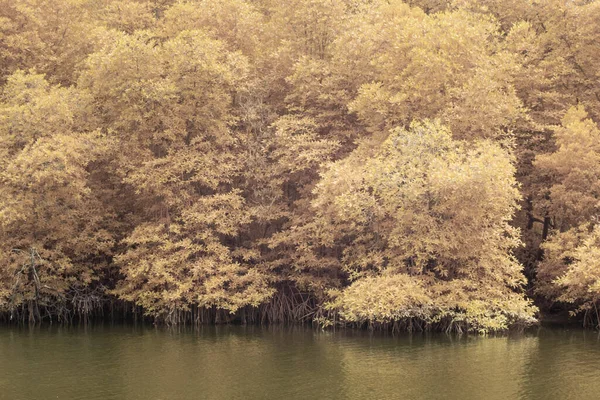 Инфракрасное Изображение Лиственной Листвы Мангрового Дерева — стоковое фото