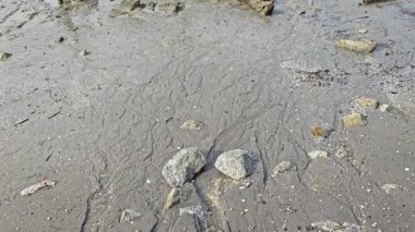 Alçak gelgit sırasında bataklık çamurlu sahil ortamı.
