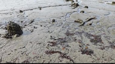 Alçak gelgit sırasında bataklık çamurlu sahil ortamı.