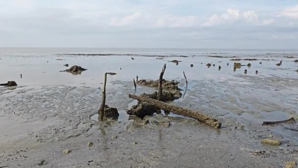 Ambiente Paludoso Spiaggia Fango Durante Bassa Marea — Video Stock
