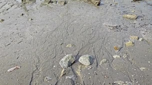 Bagniste Środowisko Plaży Błotnej Podczas Odpływu — Wideo stockowe