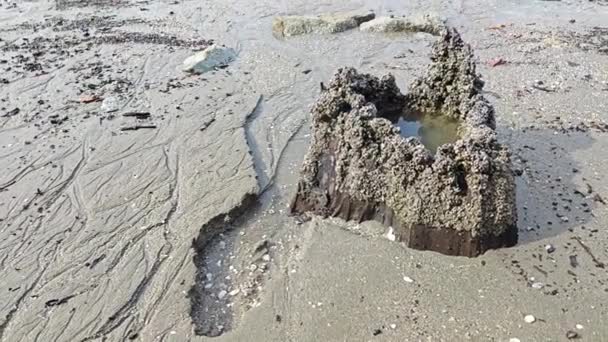 Βαλτώδες Περιβάλλον Παραλίας Λάσπης Κατά Διάρκεια Της Χαμηλής Παλίρροιας — Αρχείο Βίντεο