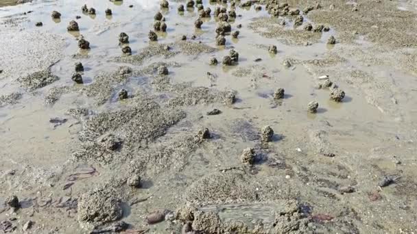 Ambiente Playa Barro Pantanoso Durante Marea Baja — Vídeo de stock