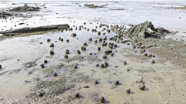 Βαλτώδες Περιβάλλον Παραλίας Λάσπης Κατά Διάρκεια Της Χαμηλής Παλίρροιας — Αρχείο Βίντεο