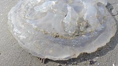 Sahilde ölü beyaz şeffaf denizanası.. 