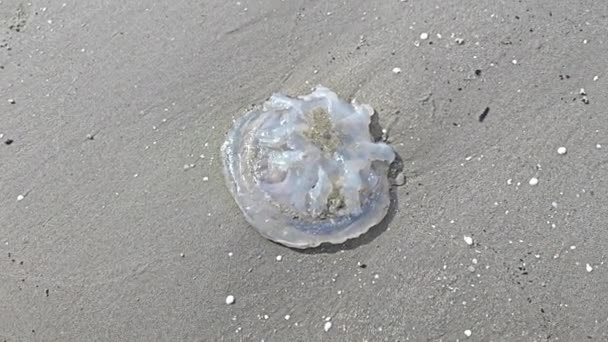 海滩上死了的白色半透明水母 — 图库视频影像