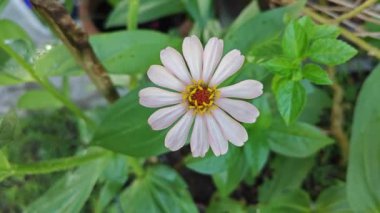 Güzel zinnia elegans çiçeklerinin video klipleri.. 