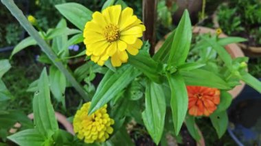 Güzel zinnia elegans çiçeklerinin video klipleri.. 