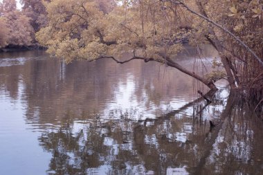 Çamurlu deniz kenarındaki mangrov köklerinin iğrenç kızılötesi görüntüsü..