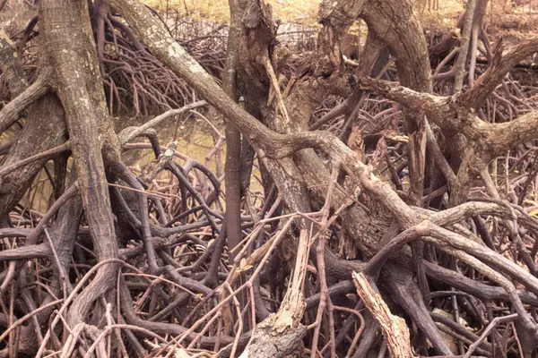 Çamurlu Deniz Kenarındaki Mangrov Köklerinin Iğrenç Kızılötesi Görüntüsü — Stok fotoğraf