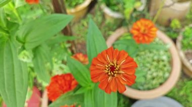 Güzel zinnia elegans çiçeklerinin video klipleri.. 