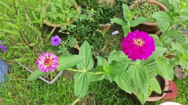 Güzel zinnia elegans çiçeklerinin video klipleri.. 