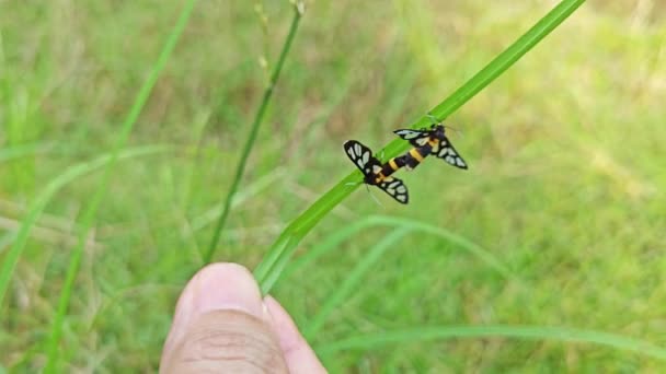 虎蛾在野草叶上交配 — 图库视频影像