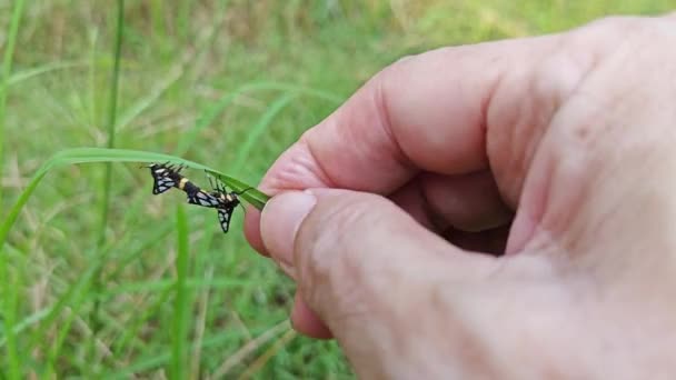虎蛾在野草叶上交配 — 图库视频影像