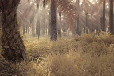 Gölgenin kızılötesi görüntüsü ve tarladaki ışık..
