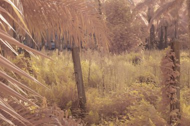 Gölgenin kızılötesi görüntüsü ve tarladaki ışık..