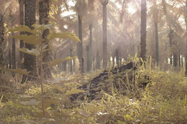 Gölgenin kızılötesi görüntüsü ve tarladaki ışık..