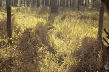 Gölgenin kızılötesi görüntüsü ve tarladaki ışık..