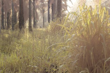 Gölgenin kızılötesi görüntüsü ve tarladaki ışık..