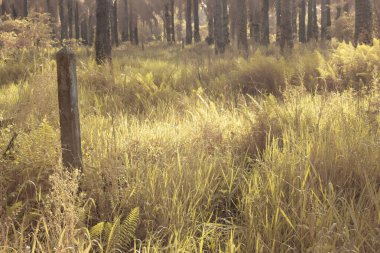Gölgenin kızılötesi görüntüsü ve tarladaki ışık..