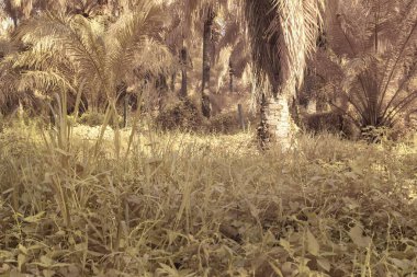 Gölgenin kızılötesi görüntüsü ve tarladaki ışık..