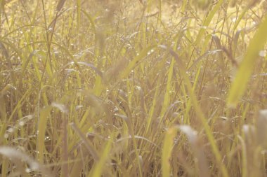 Çiftlikteki yabani otların ve otların kızılötesi görüntüsü.
